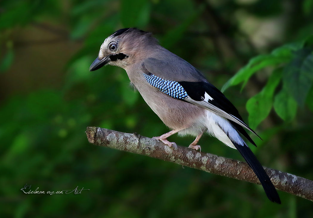 Eurasian Jay