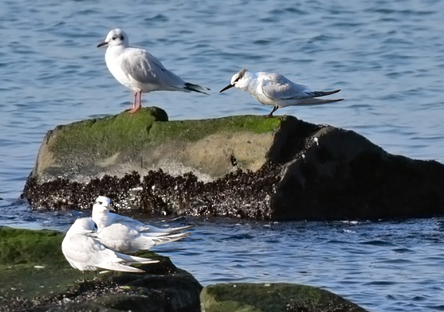 Sandwich Tern