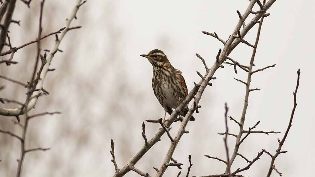 Redwing