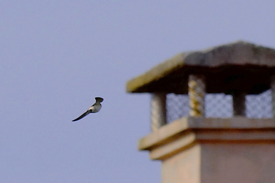 European Red-rumped Swallow