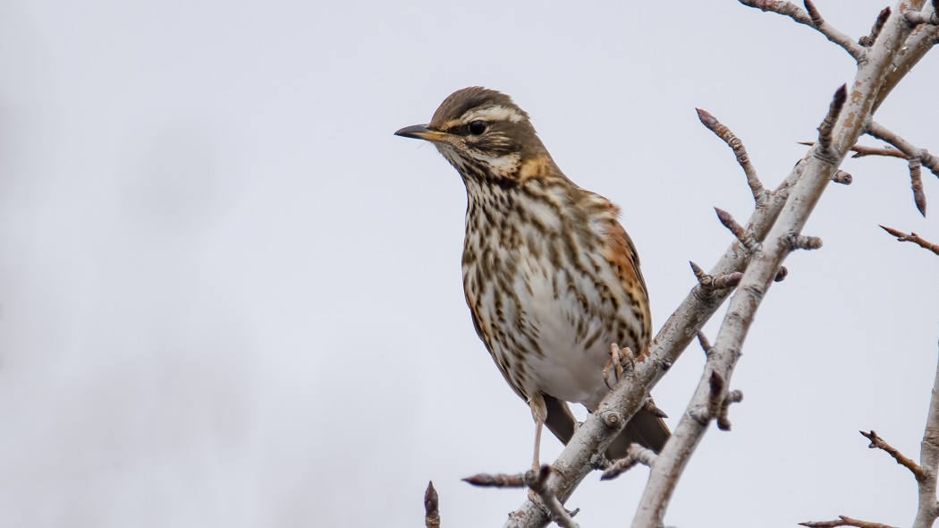 Redwing