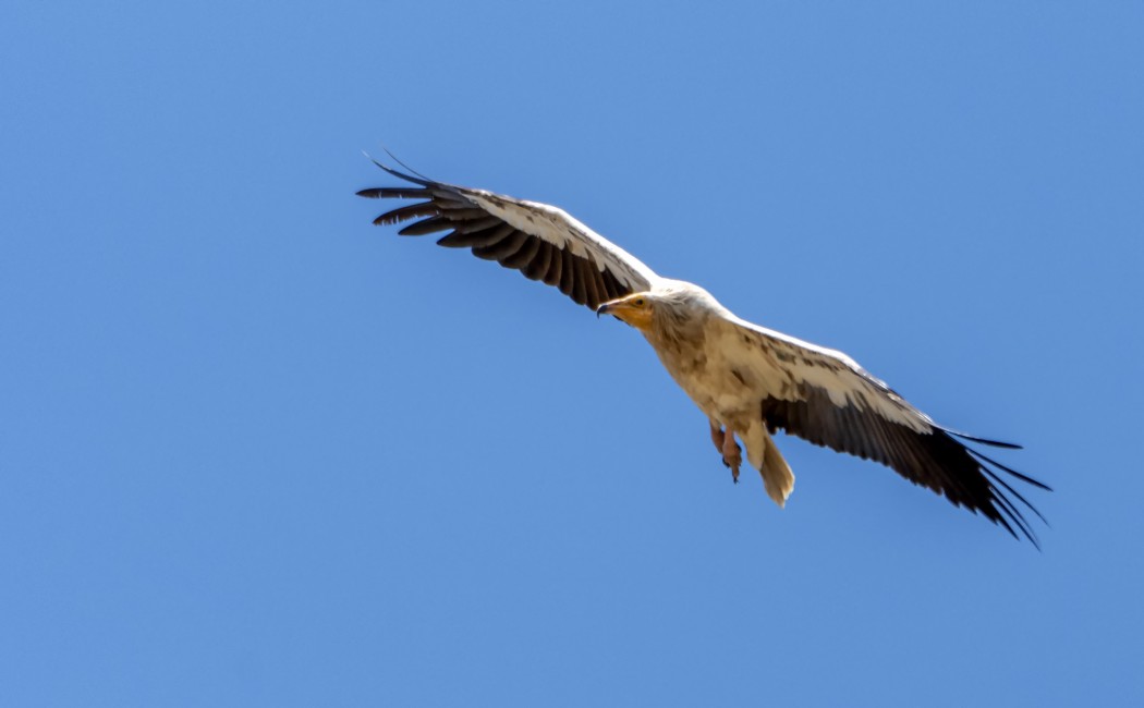 Egyptian Vulture