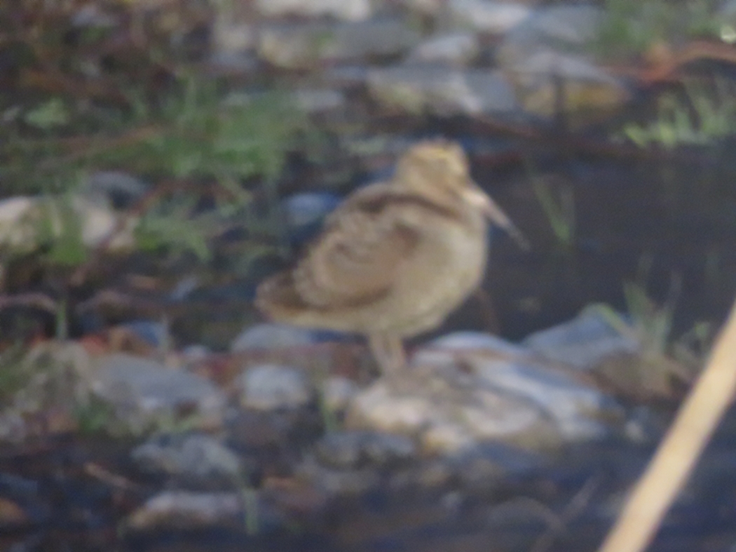 Eurasian Woodcock