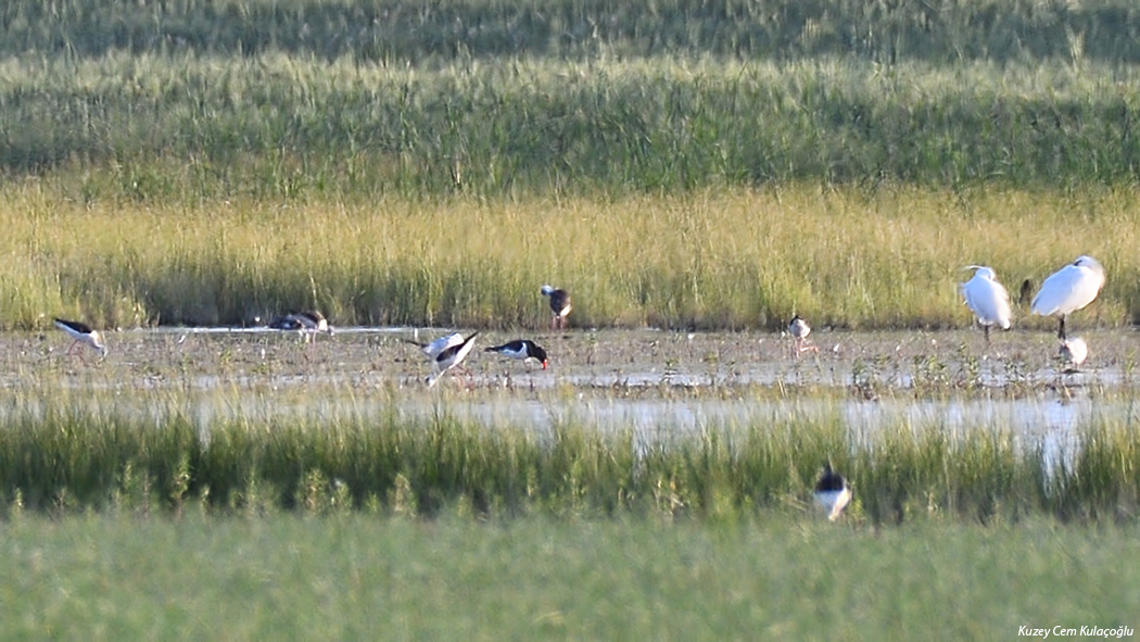 Eurasian Oystercatcher