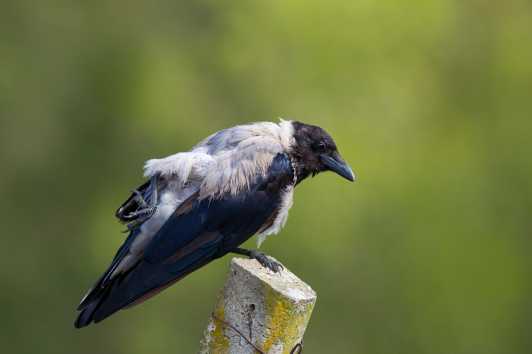 Hooded Crow