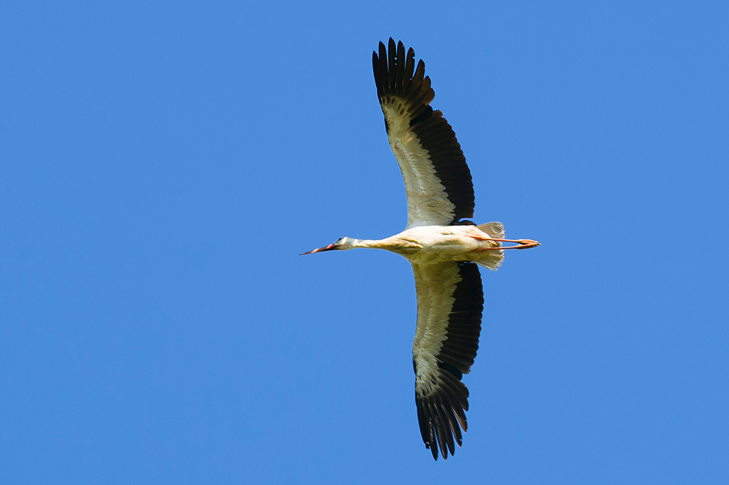 White Stork