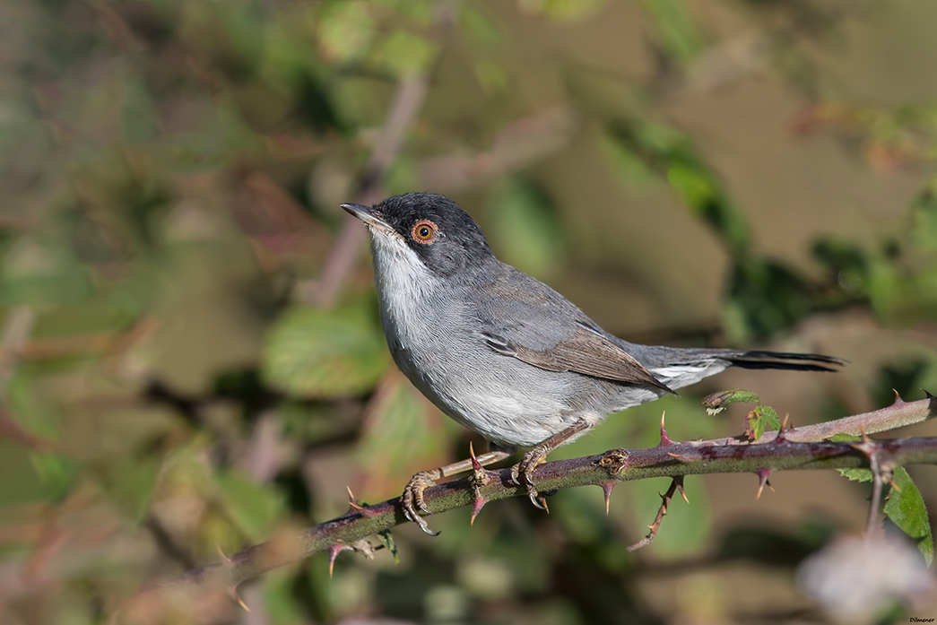 Sardinian Warbler