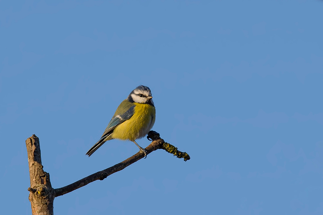 Eurasian Blue Tit