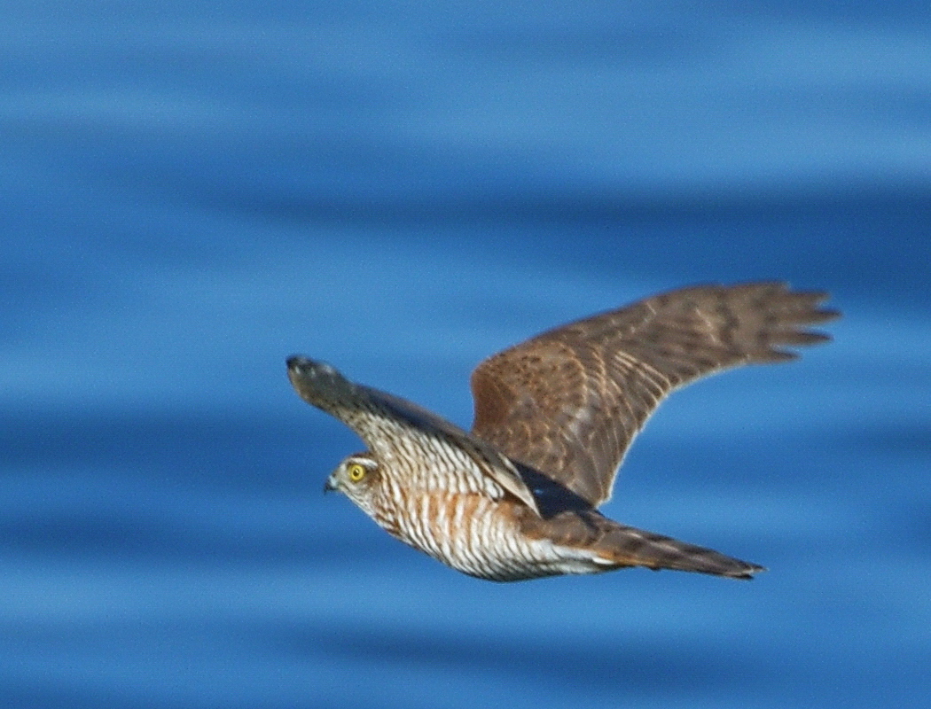 Eurasian Sparrowhawk