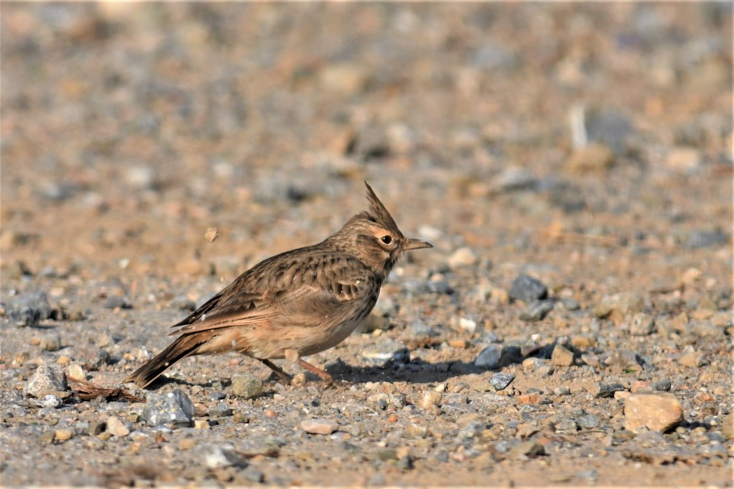 Crested Lark