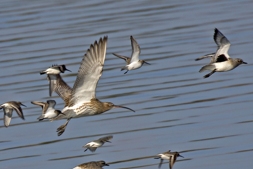 Eurasian Curlew