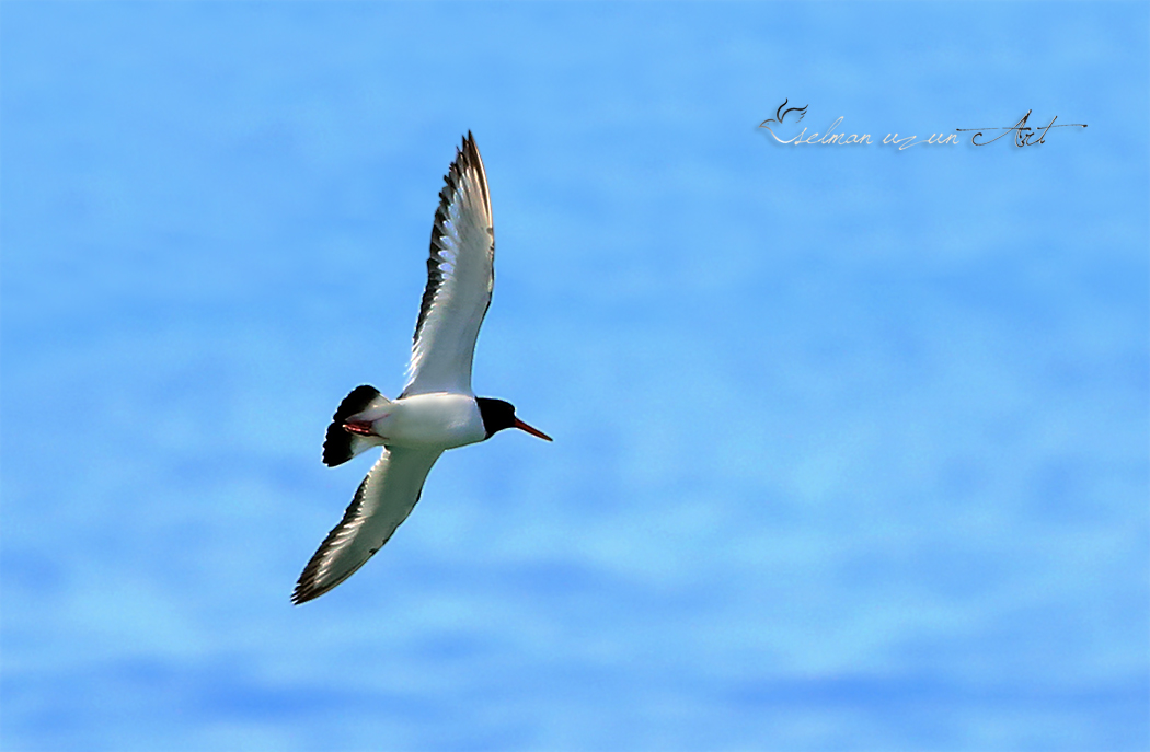 Eurasian Oystercatcher