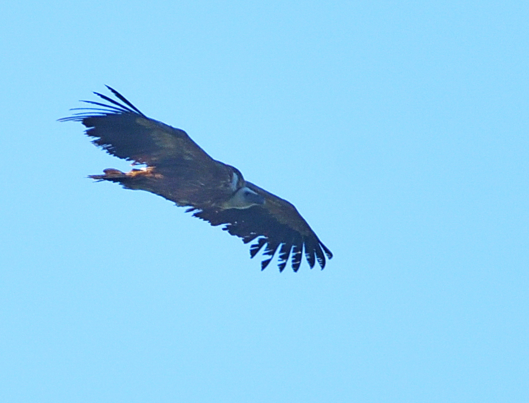 Griffon Vulture