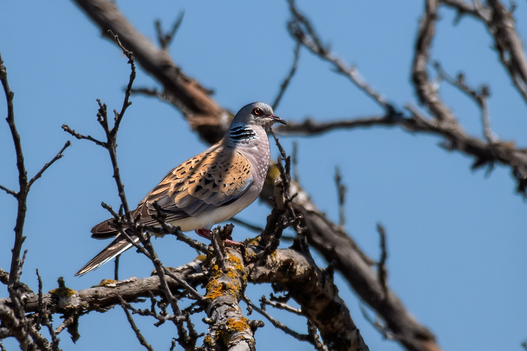 European Turtle Dove