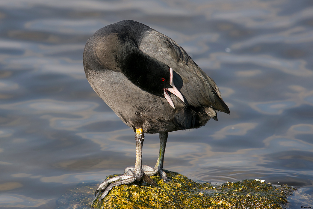 Eurasian Coot