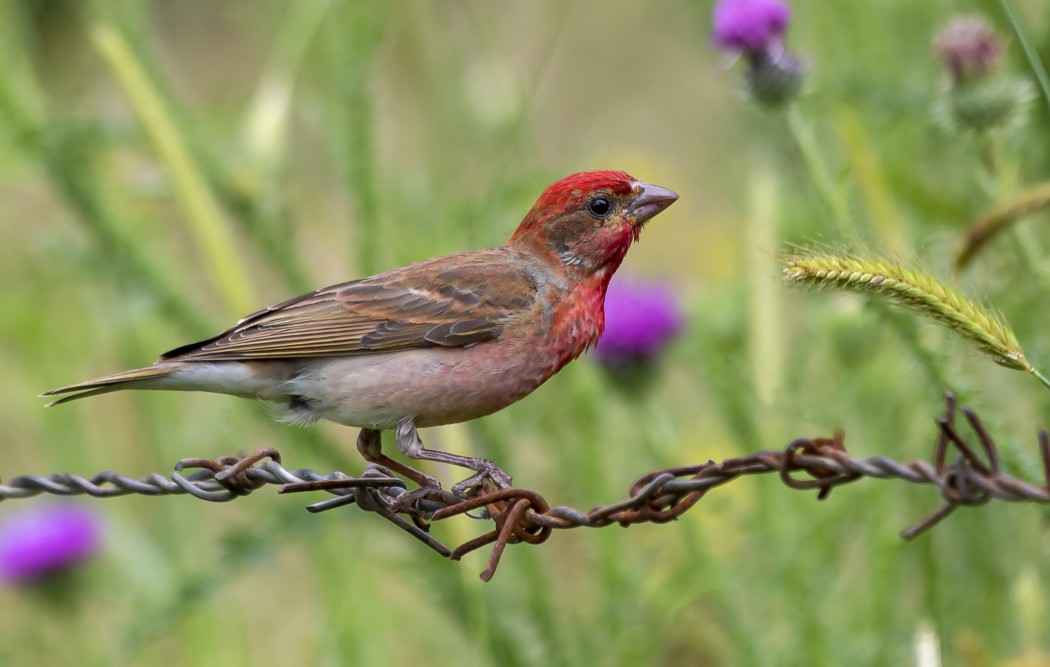 Common Rosefinch