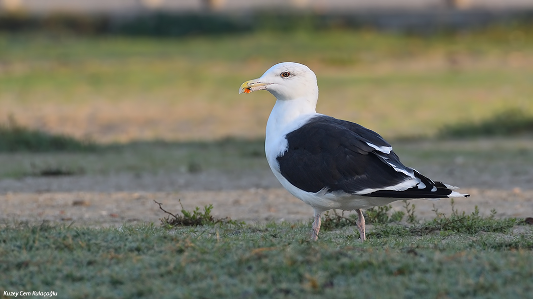 Great Black-backed Gull