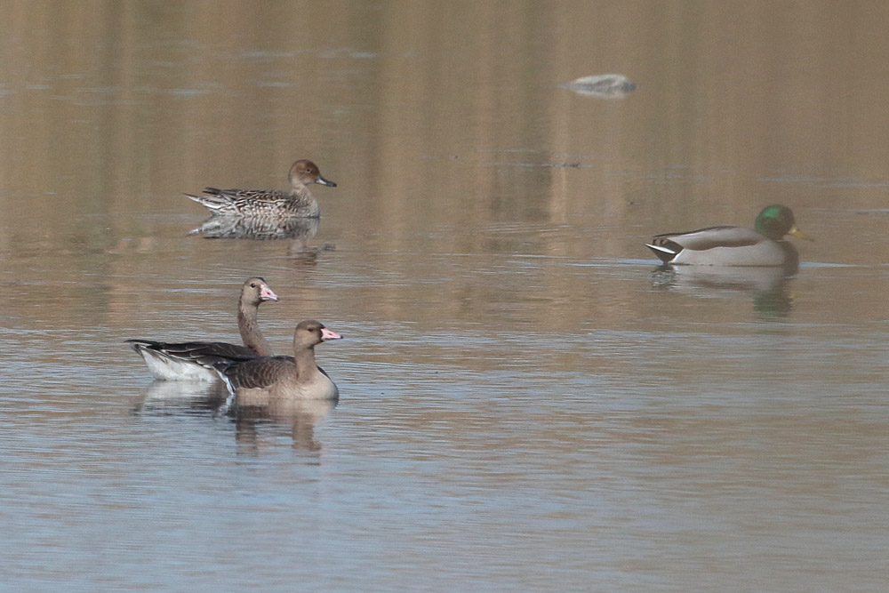 Greater White-fronted Goose