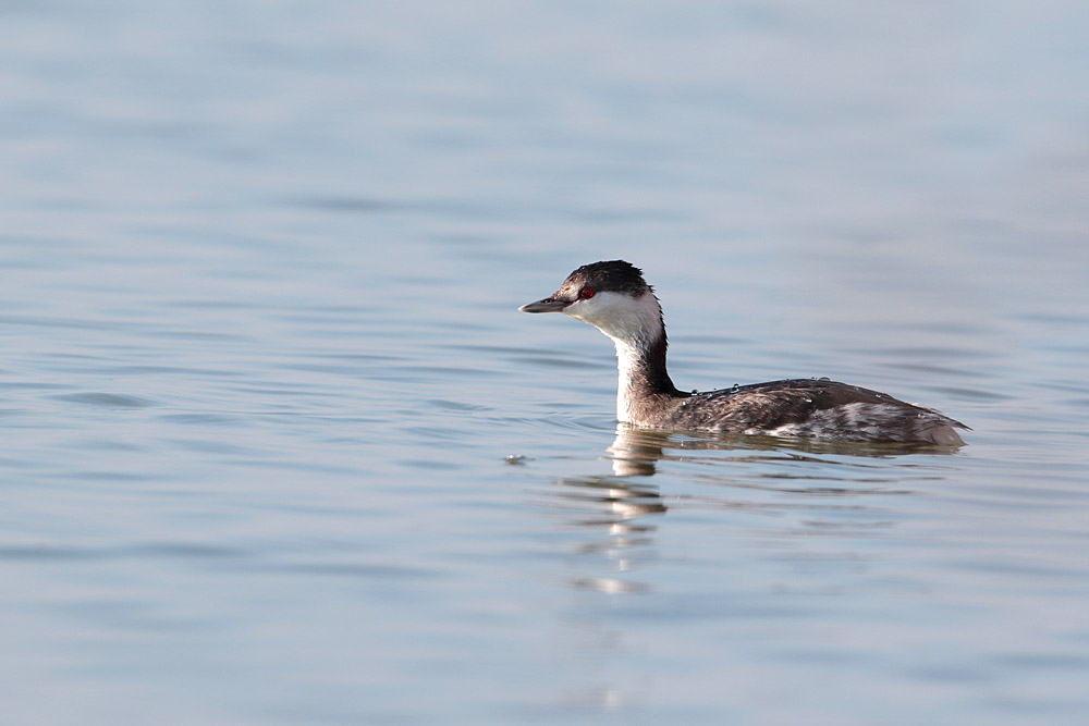 Horned Grebe