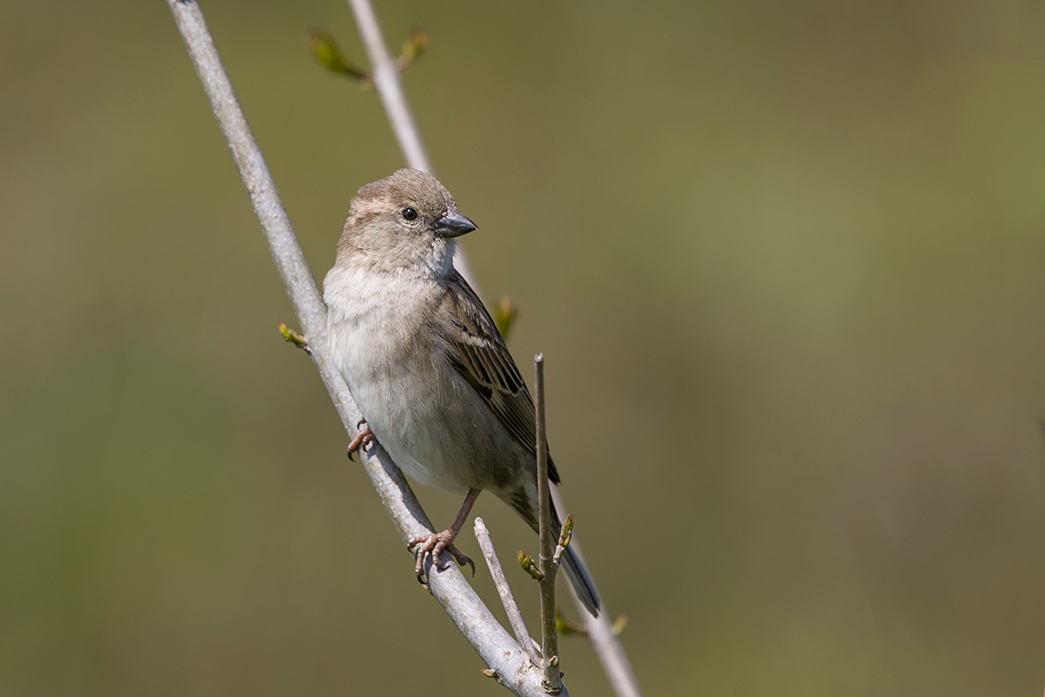 House Sparrow