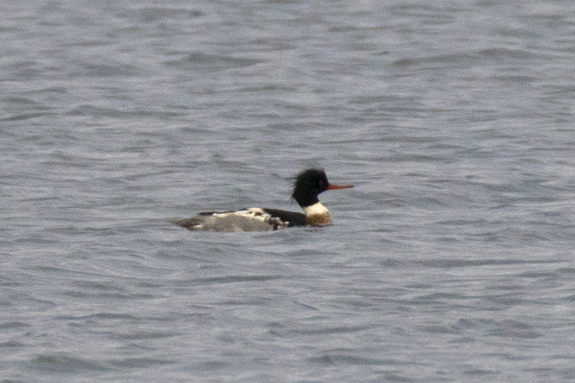 Red-breasted Merganser