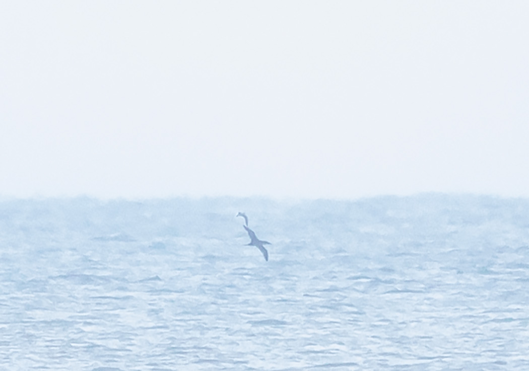 Northern Gannet