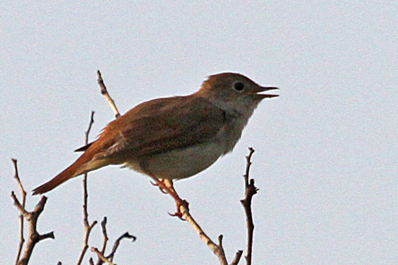 Common Nightingale