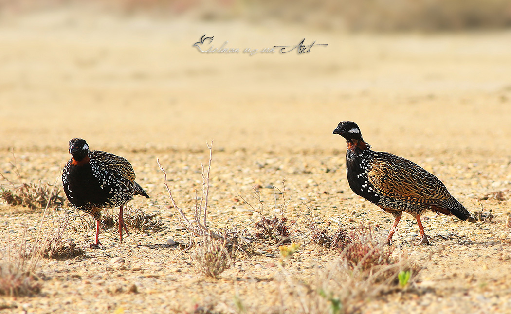 Black Francolin