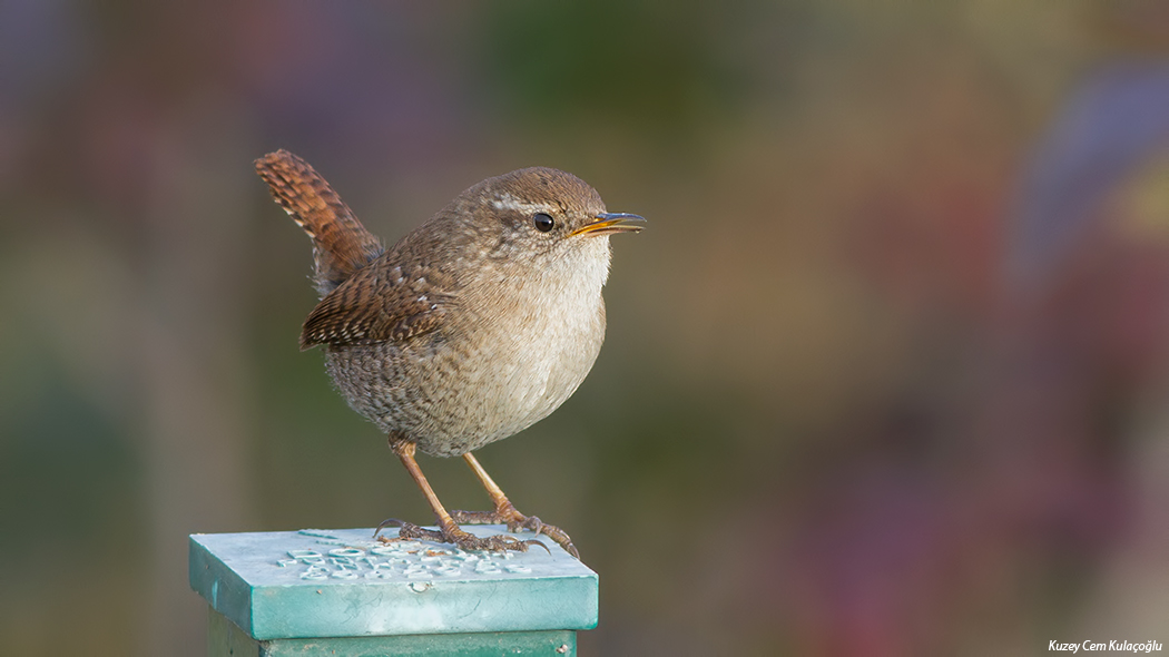 Eurasian Wren