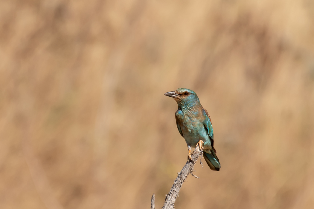 European Roller