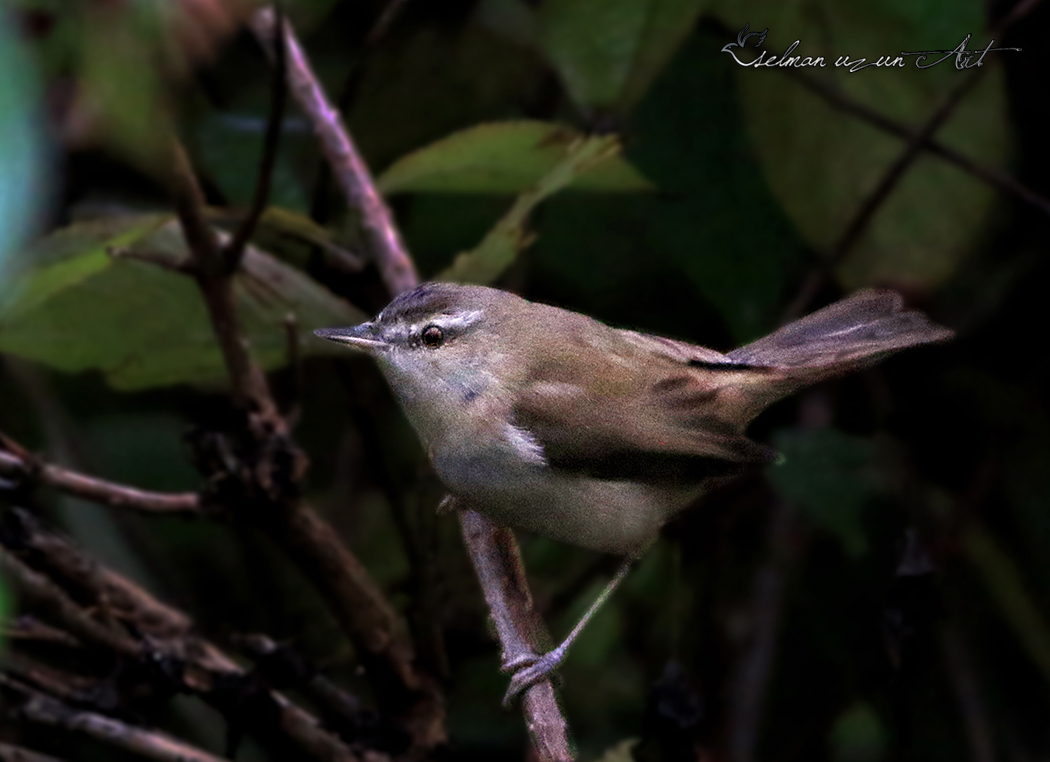 Paddyfield Warbler