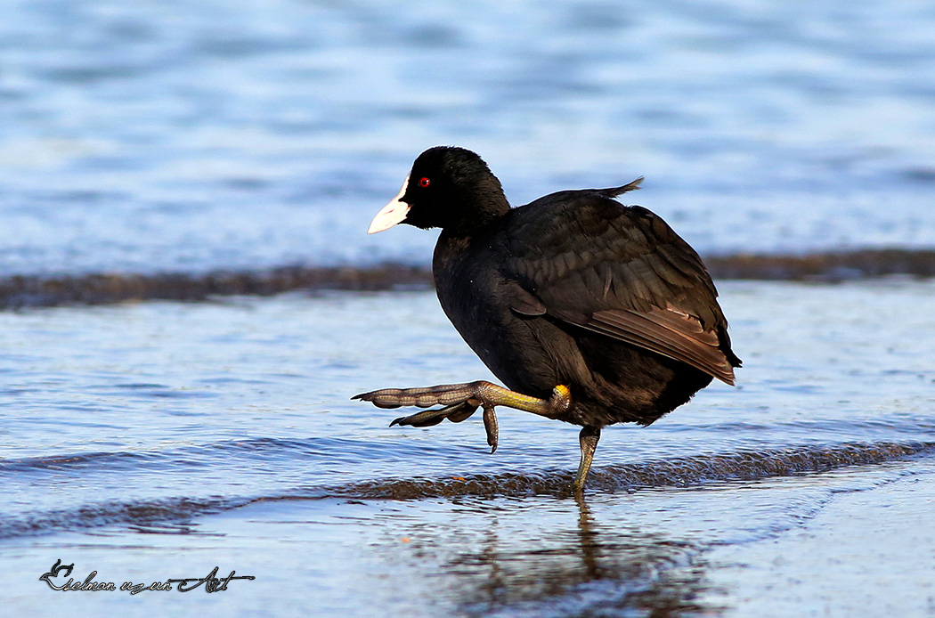 Eurasian Coot