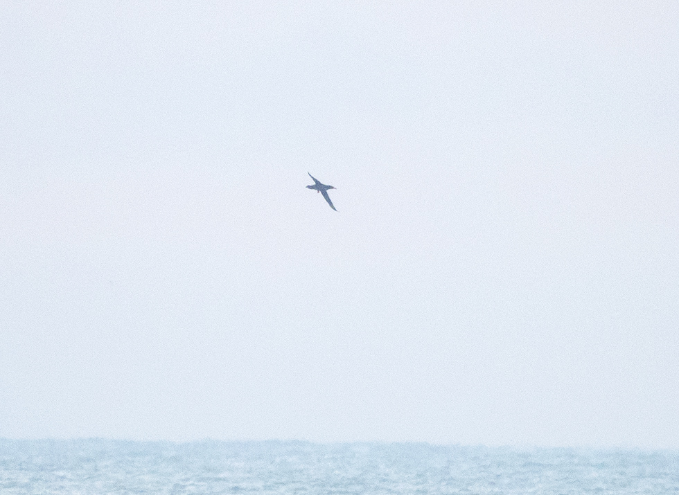 Northern Gannet