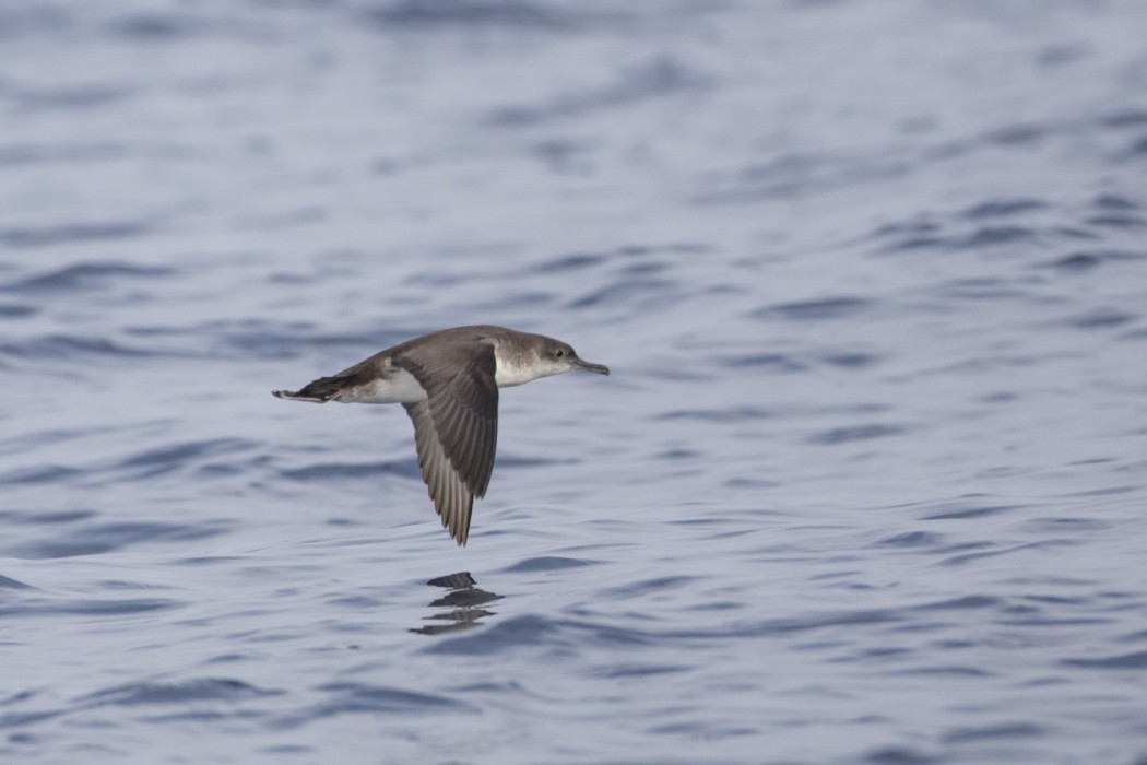 Yelkouan Shearwater