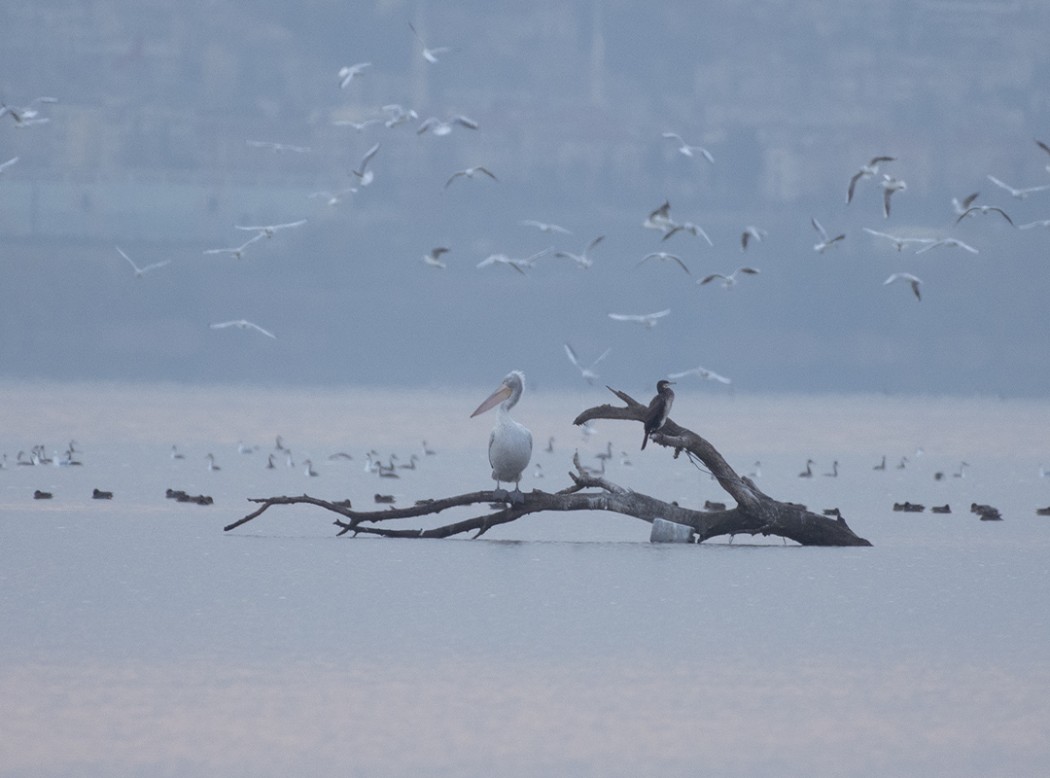 Dalmatian Pelican