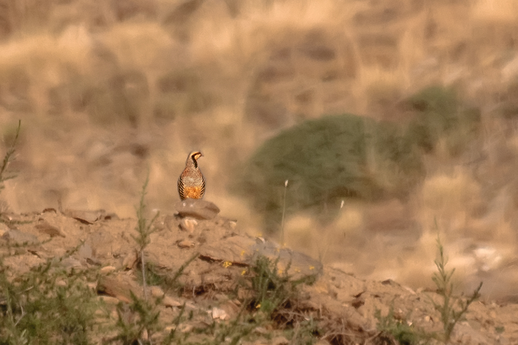 Chukar Partridge
