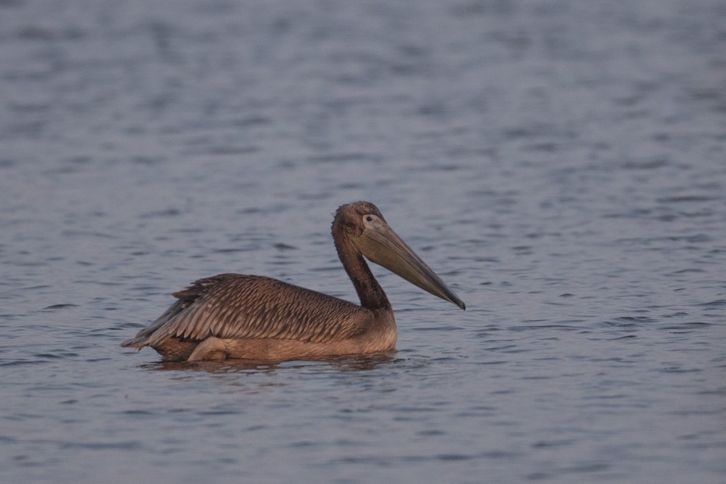 Great White Pelican