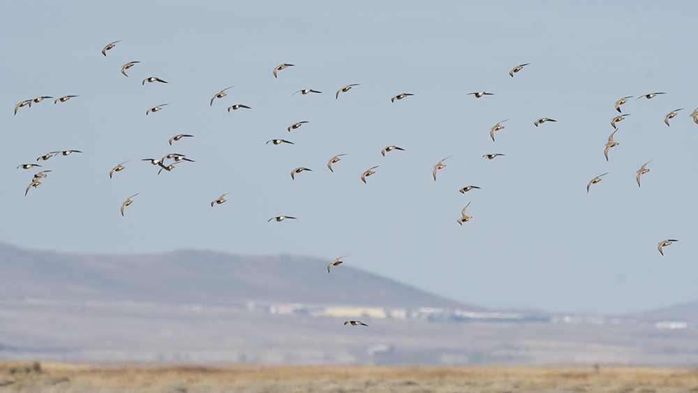 Eurasian Dotterel