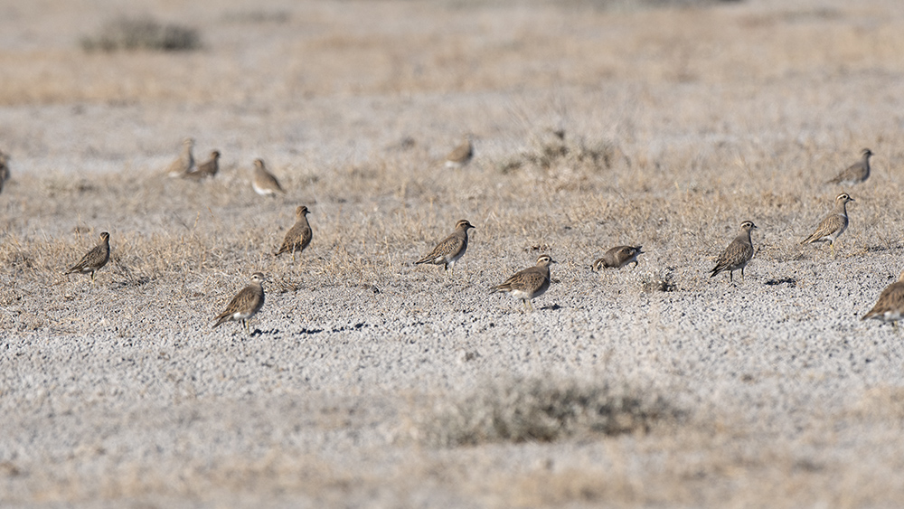 Eurasian Dotterel
