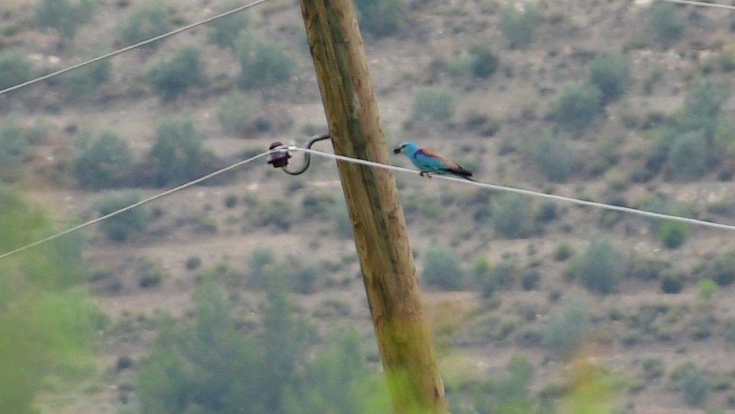 European Roller