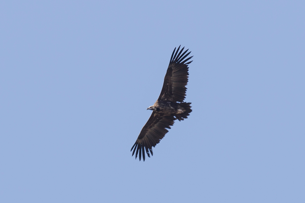 Cinereous Vulture