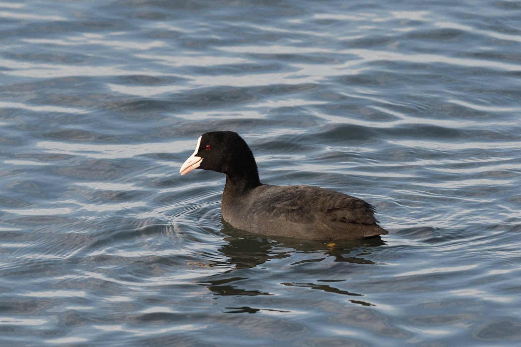 Eurasian Coot