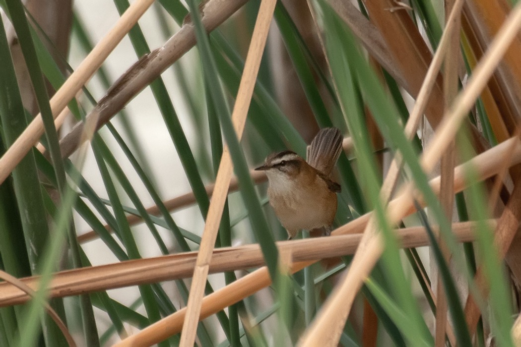 Moustached Warbler