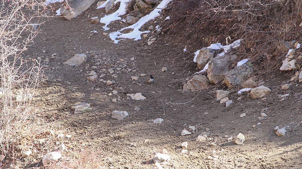 Black-throated Thrush