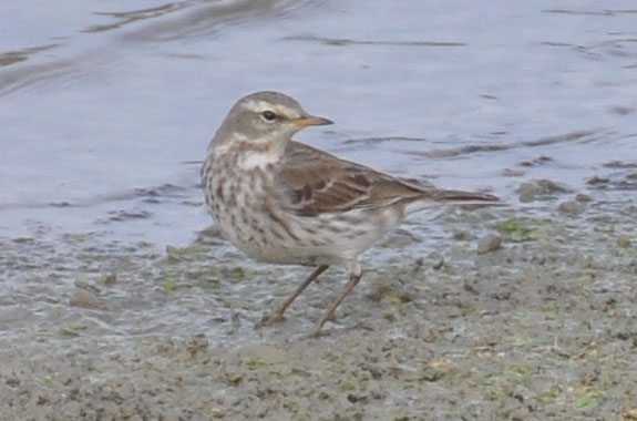 Water Pipit