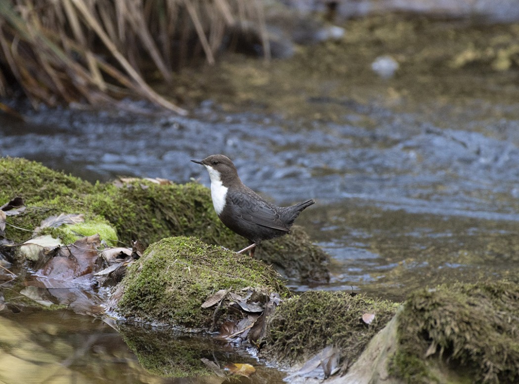 White-throated Dipper