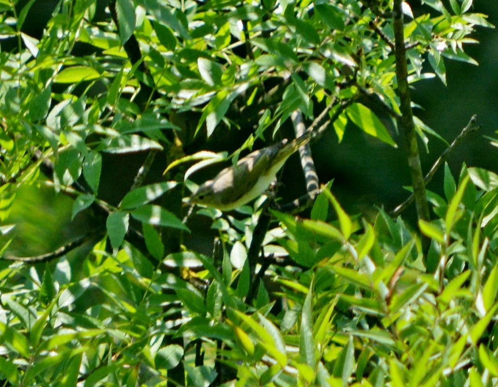 Eastern Bonelli`s Warbler