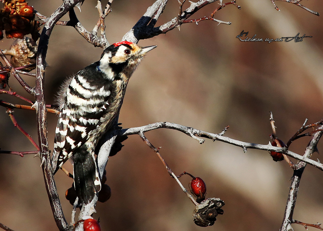 Lesser Spotted Woodpecker