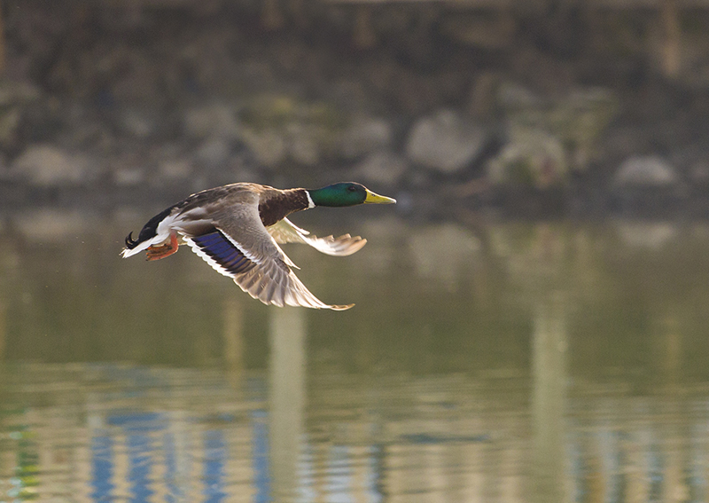 Mallard