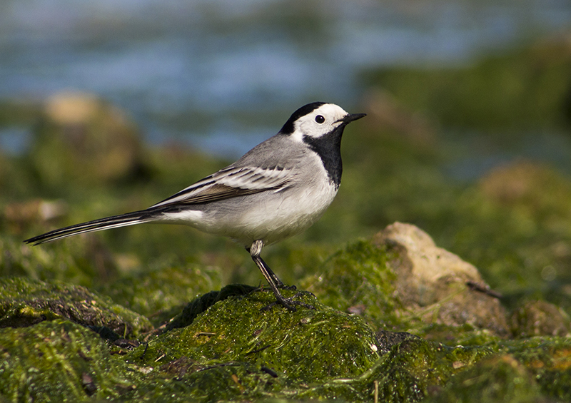White Wagtail